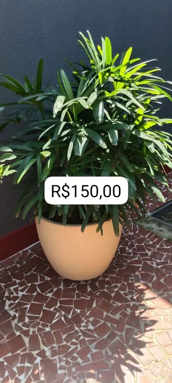 Plantas  - Foto 4