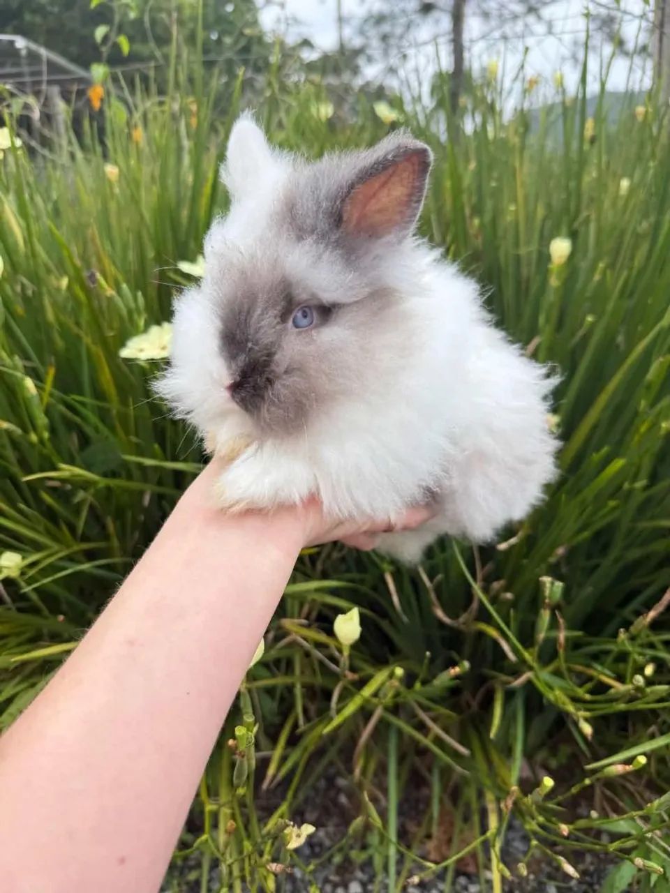 Mini coelho - Foto 3