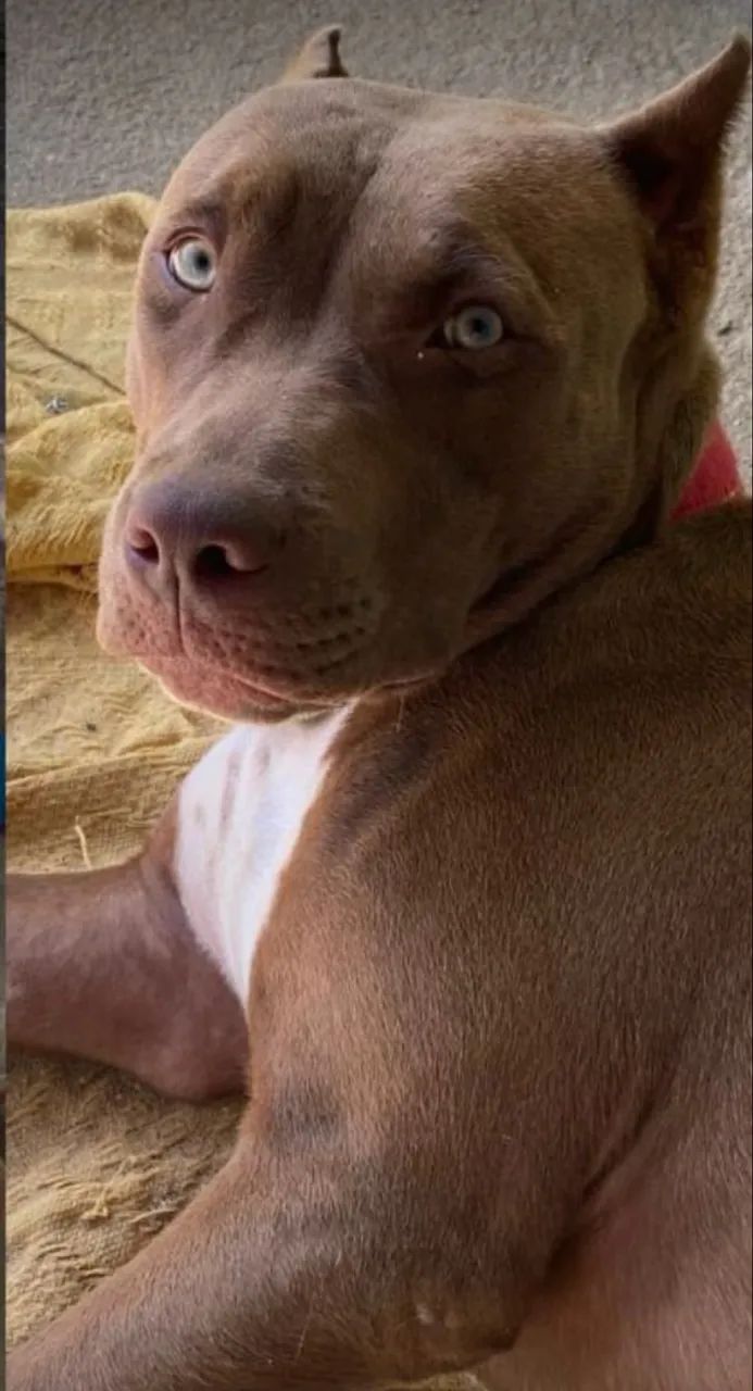 Dálmata e pit bull  - Foto 2