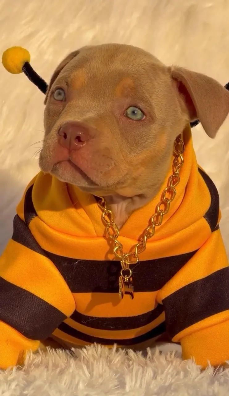 American Bully  - Foto 2