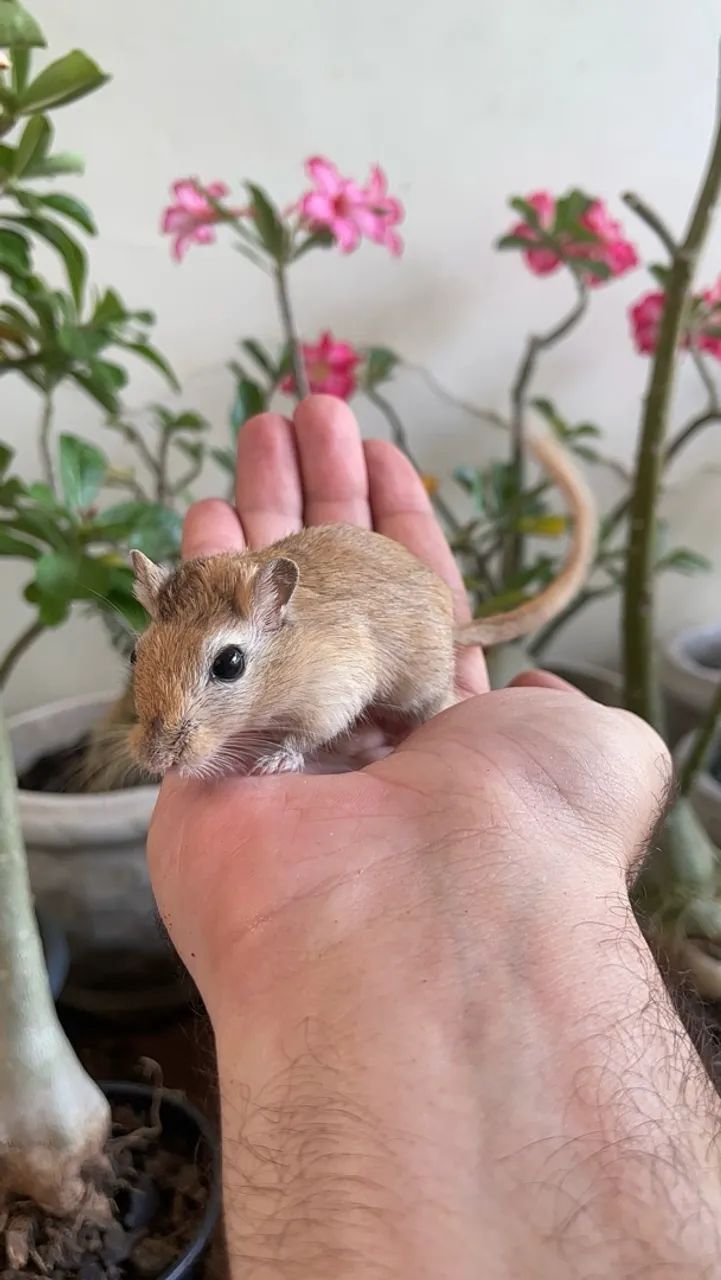 Esquilo da Mongólia (gerbil) - Foto 4