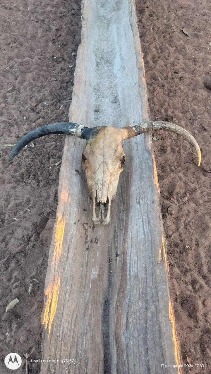 Cabeça de Vaca
