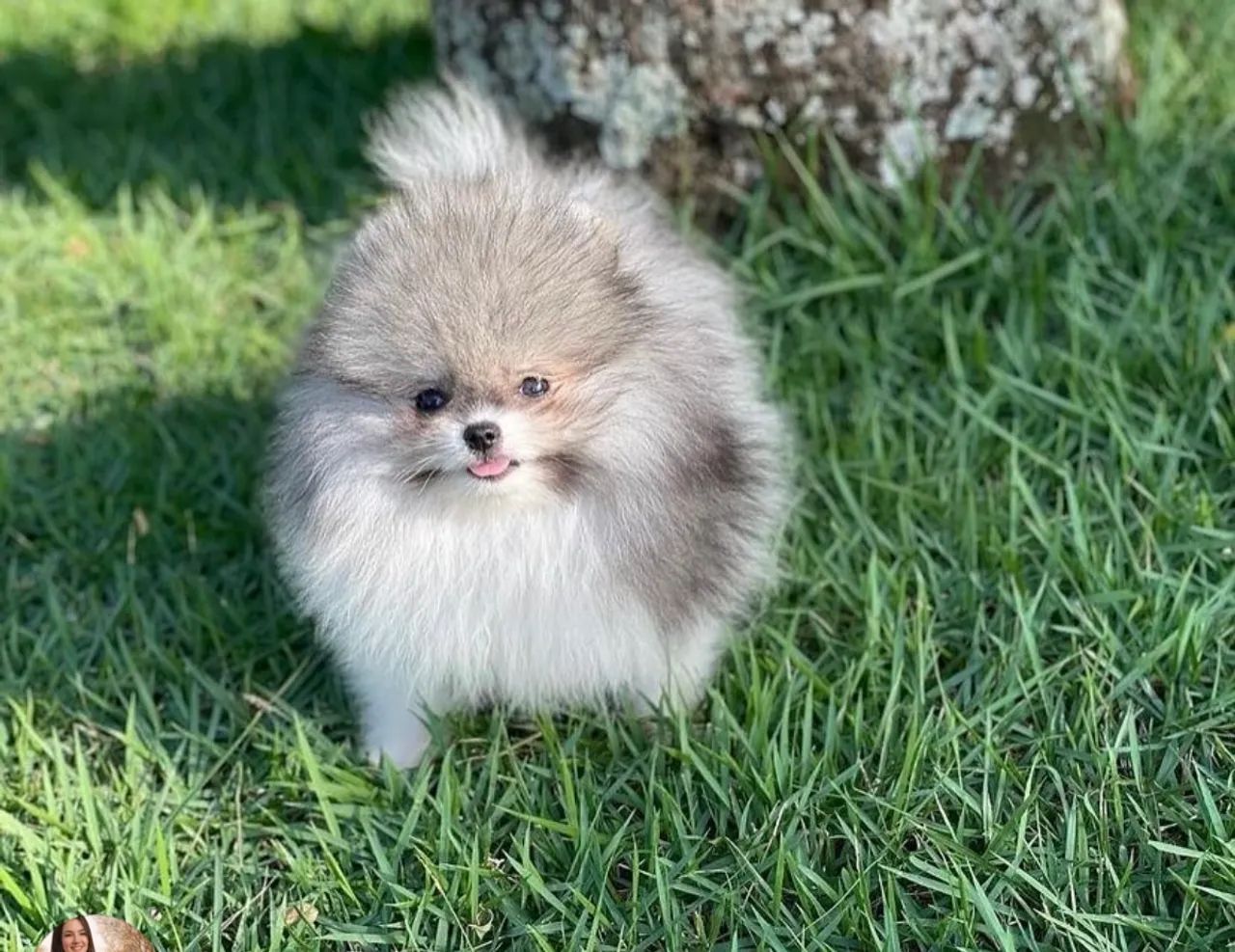 Spitz alemão  - Foto 4