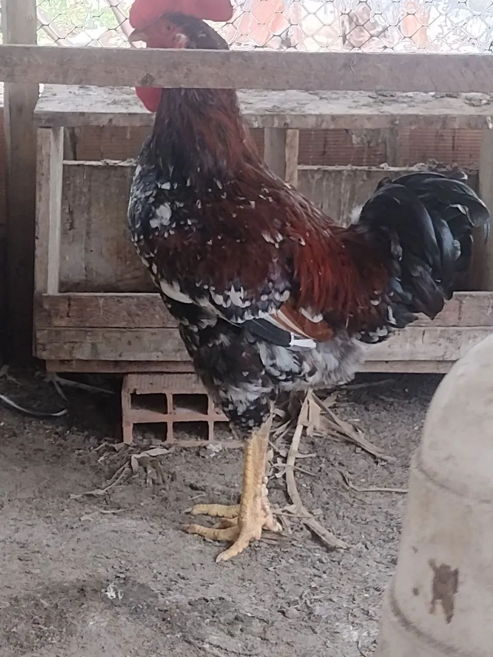 Ovos fértil GSB balão e pintinhos com 30 dias 