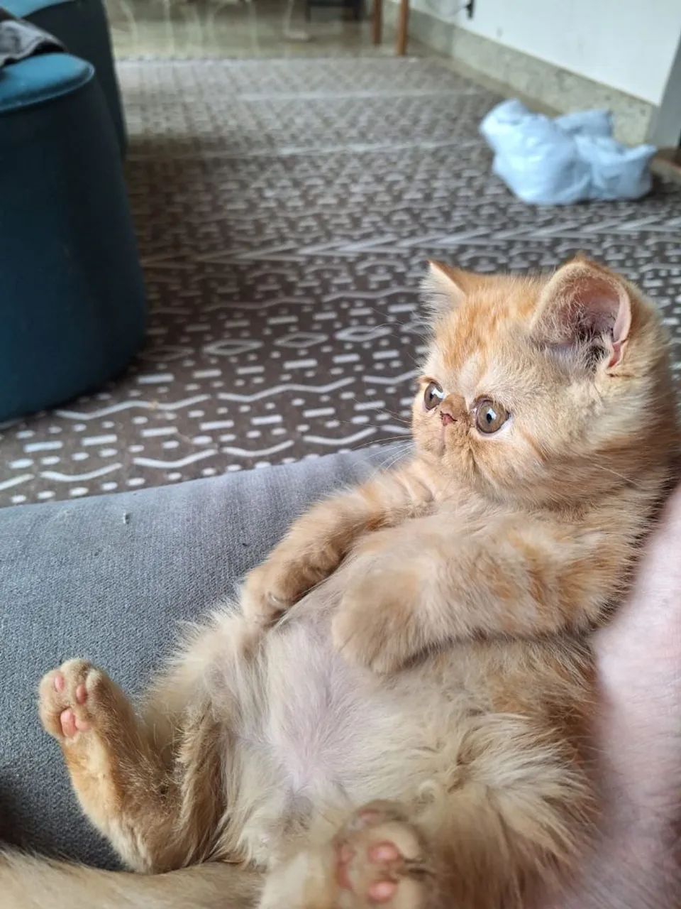Gatinhos Persas - Foto 3