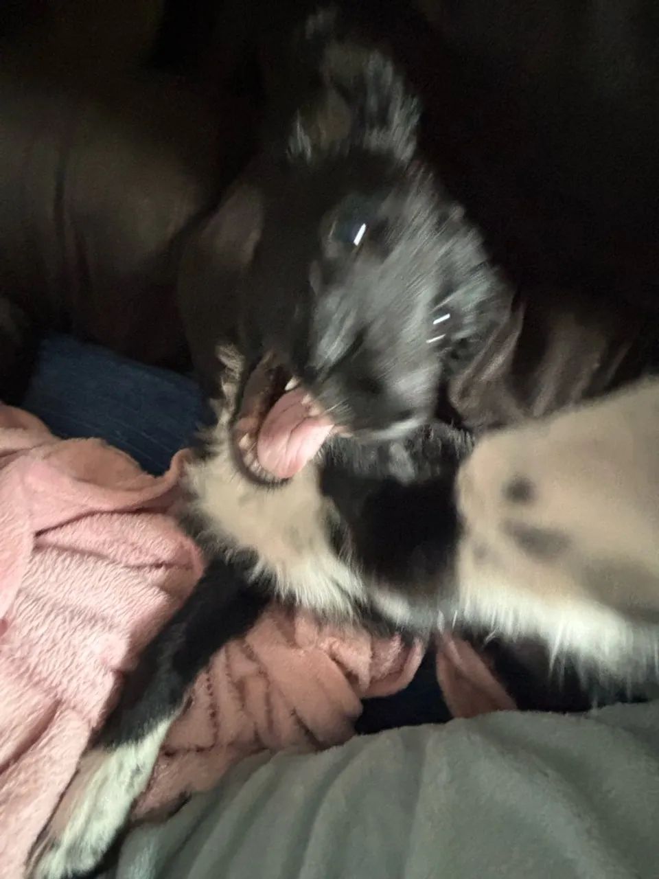 Filhote de Cachorro - Foto 2