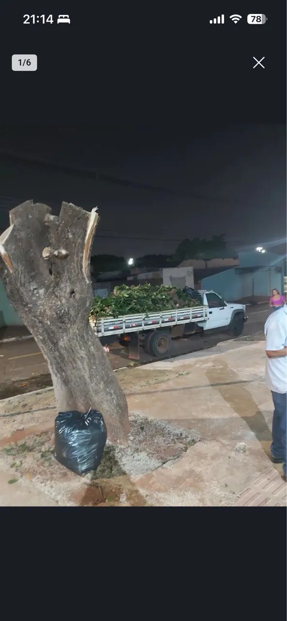 Podas Ornamentais, radicais e remoção  - Foto 2