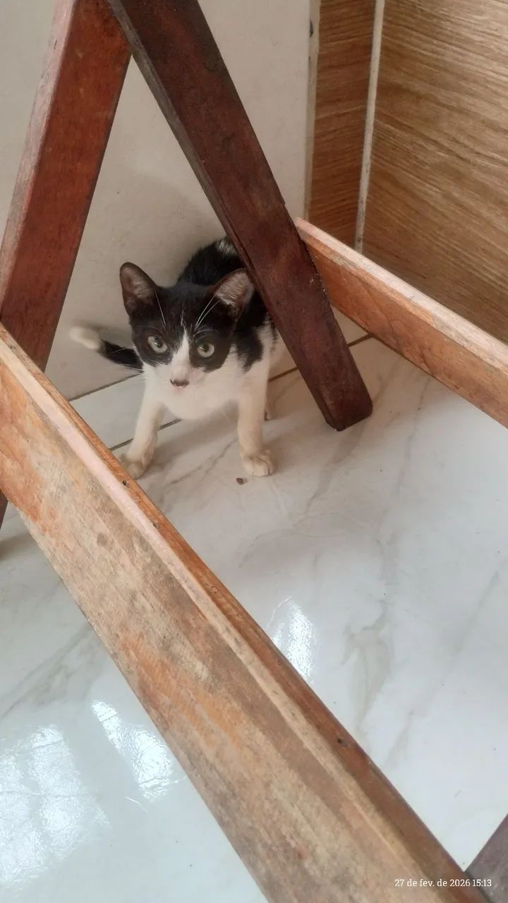 Gatinha frajola  - Foto 2