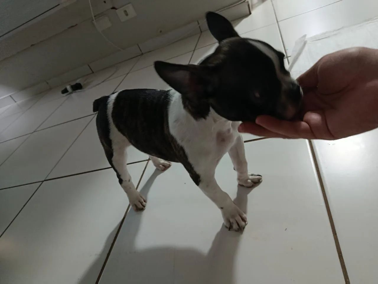 Bulldog Francês  macho - Foto 4