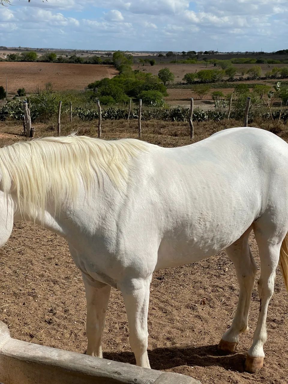 Cavalo  - Foto 2