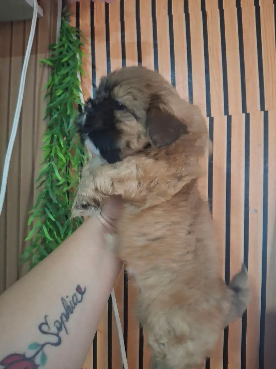 Cachorro  - Foto 2