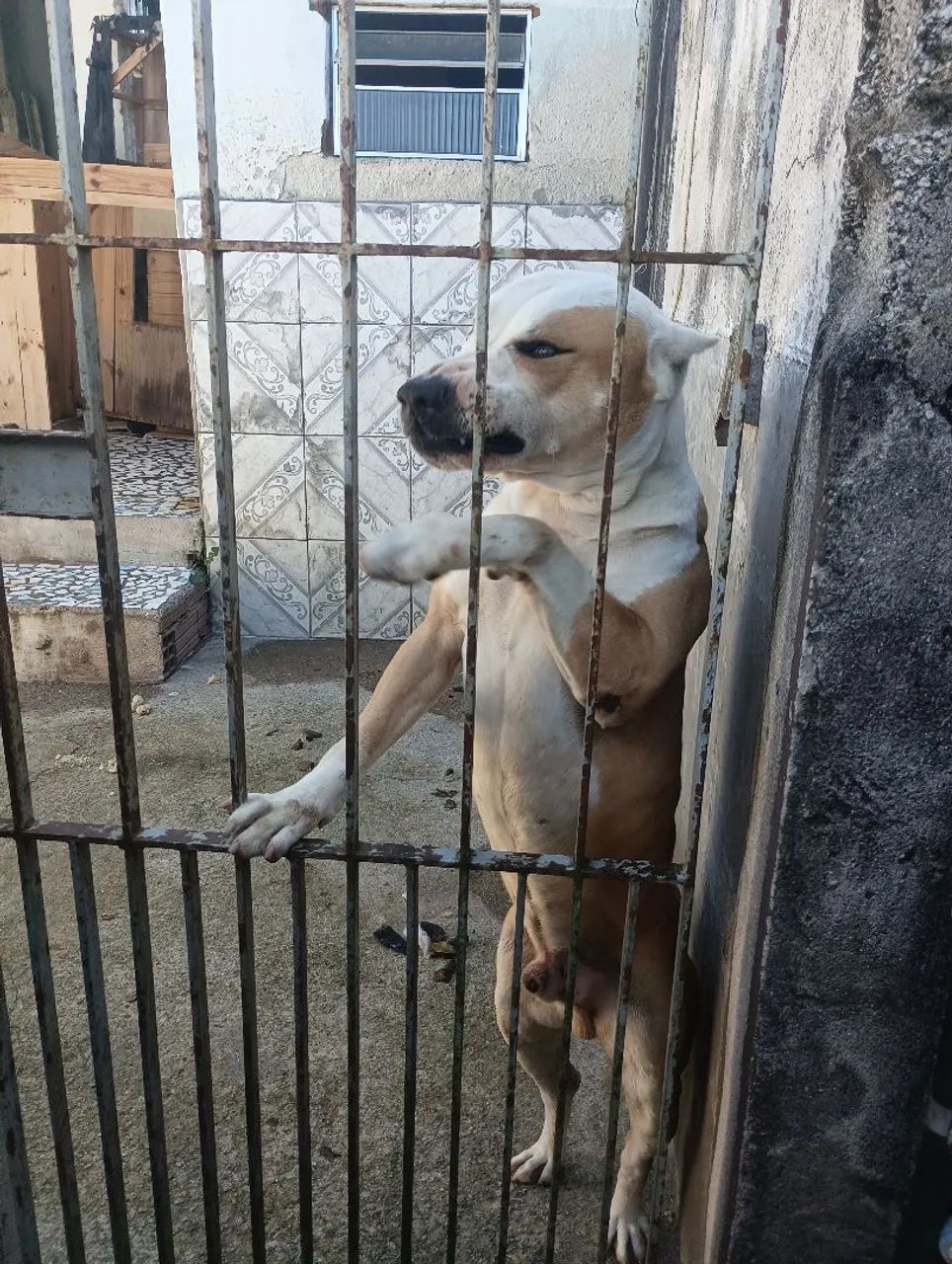 Cachorro  - Foto 2