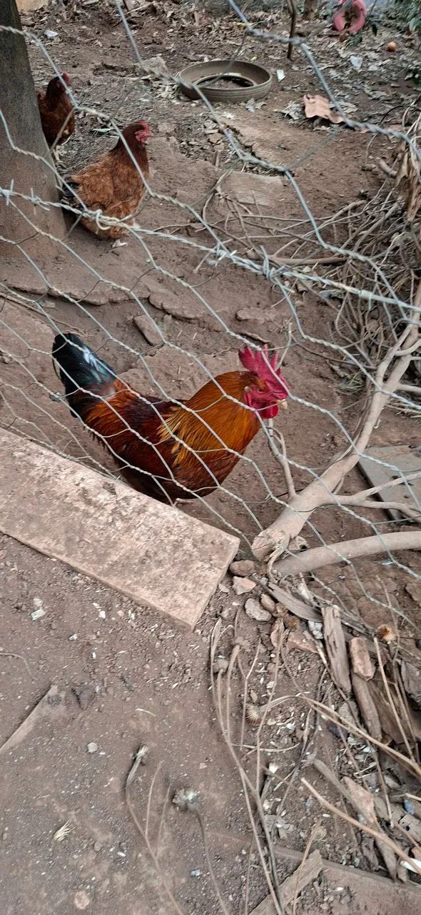Galo  - Foto 2