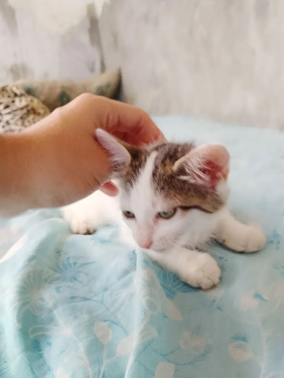 Gato Macho para adoção 