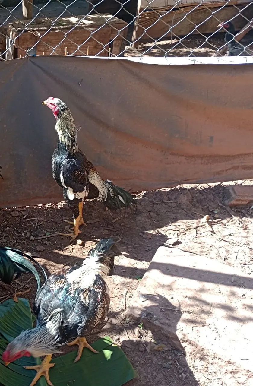 Galo índio R$ 150