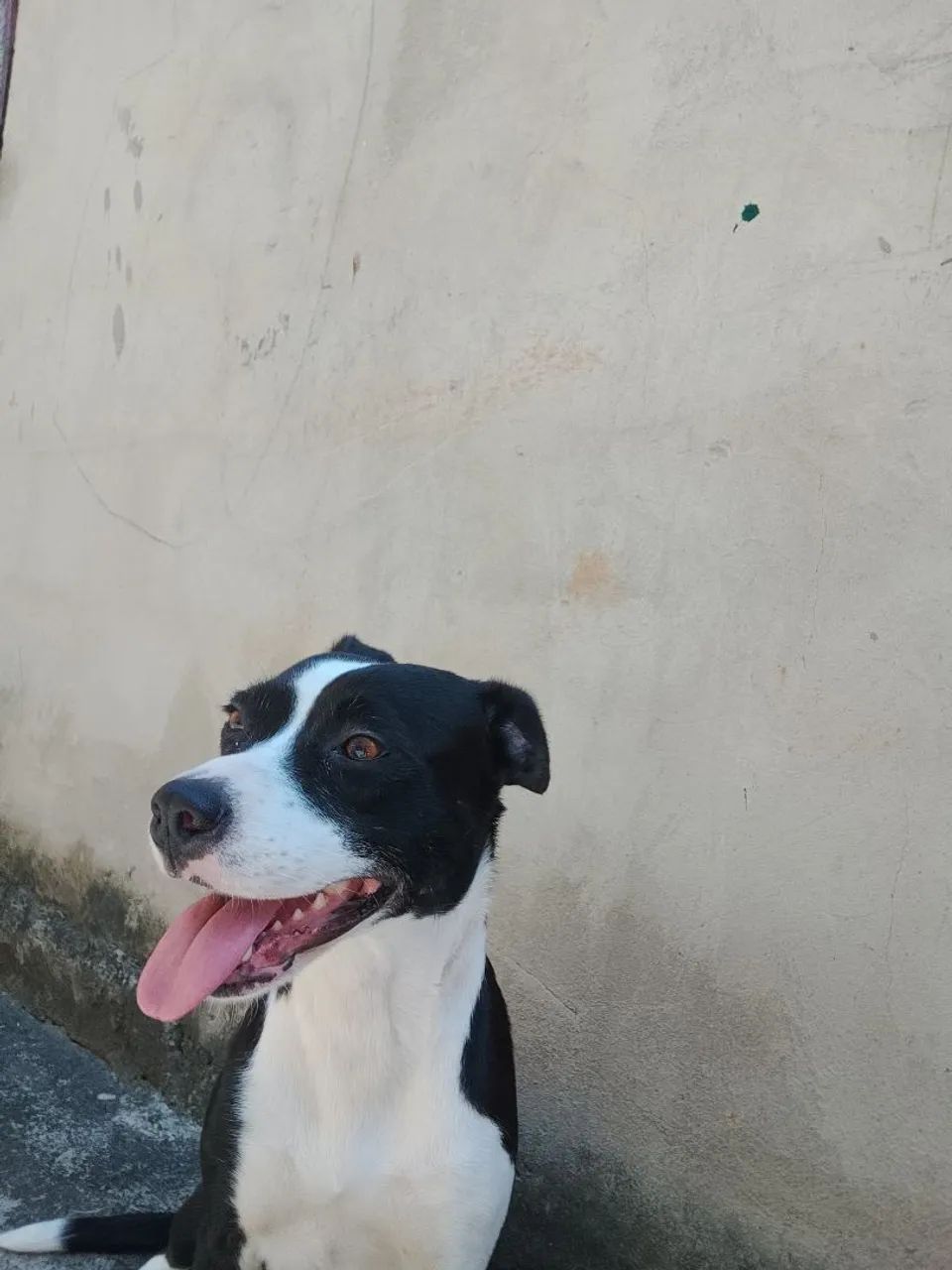 Doação de cachorra - Foto 5