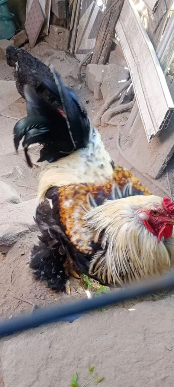 Vendo ou troco - Foto 2