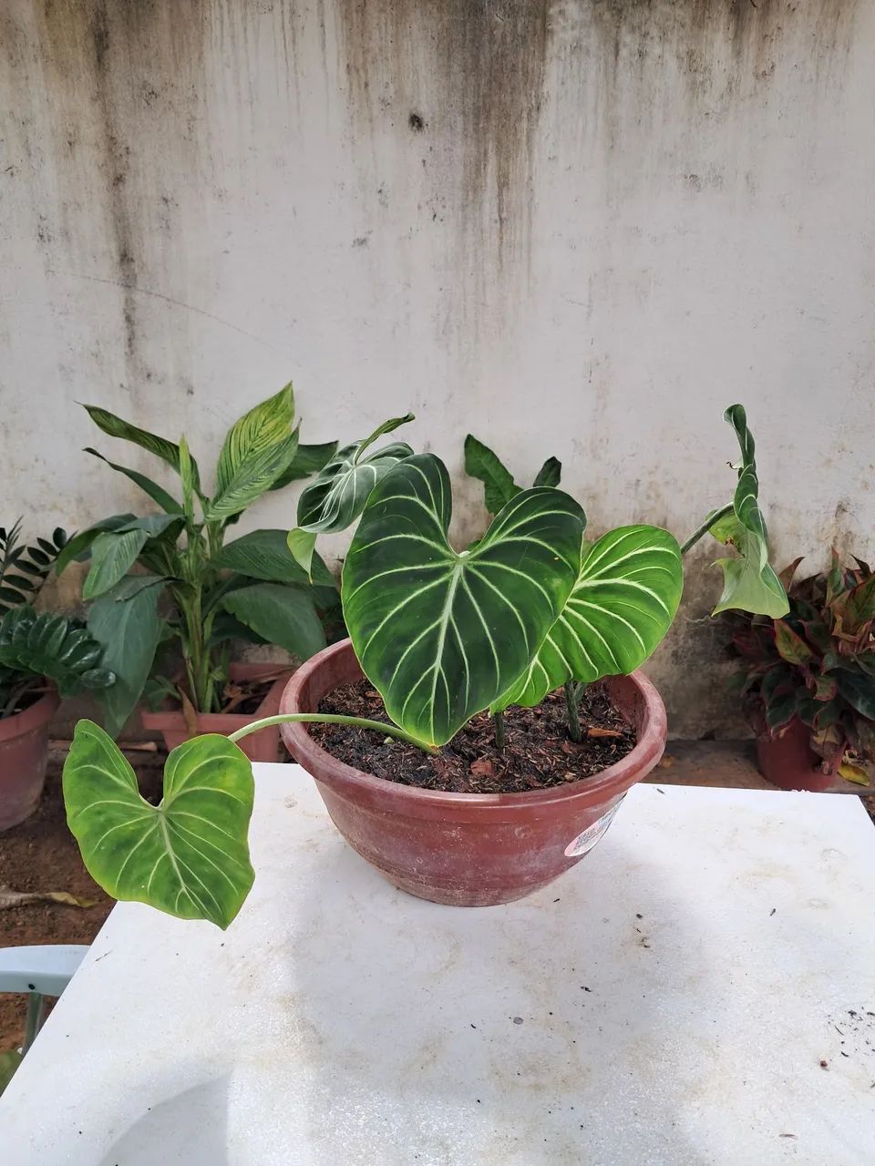 Planta  - Foto 4