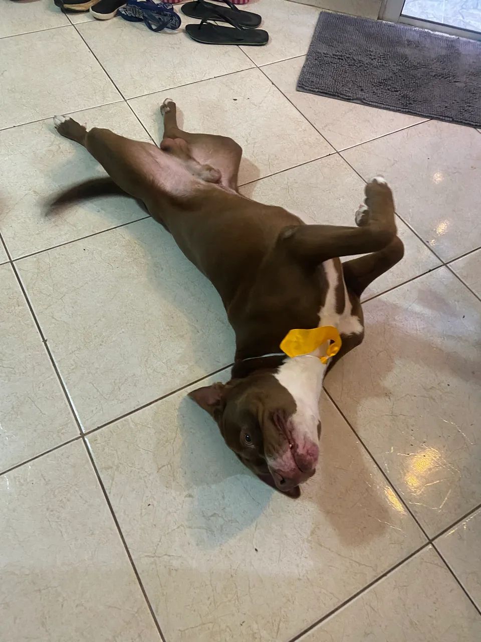 Doação de Pibull de 2 anos de Idade - Foto 3