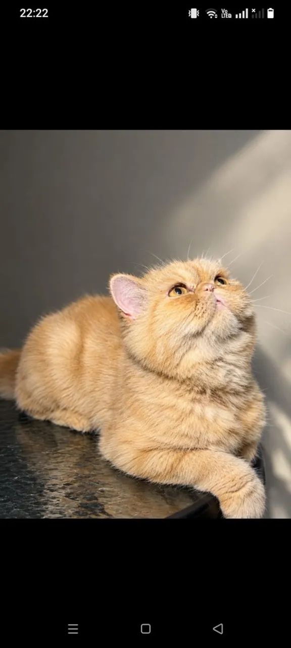 Gato persa  - Foto 2
