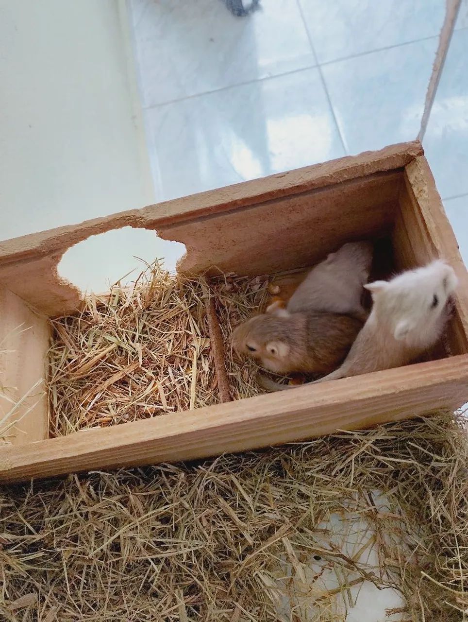 Esquilos da Mongólia, gerbil, gerbios - Foto 5