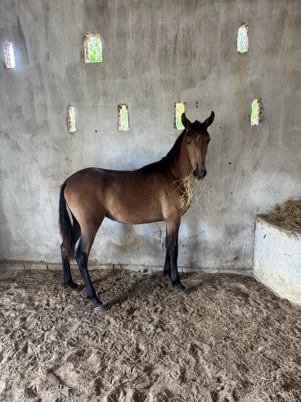 potro mangalarga  - Foto 4