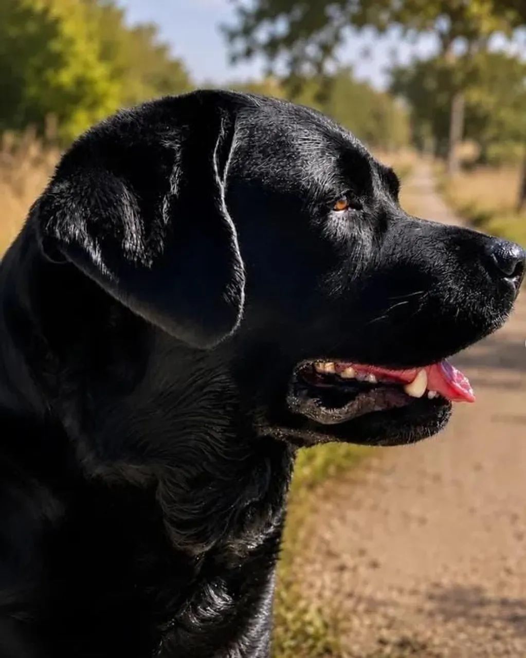 Doação de um labrador macho  - Foto 2
