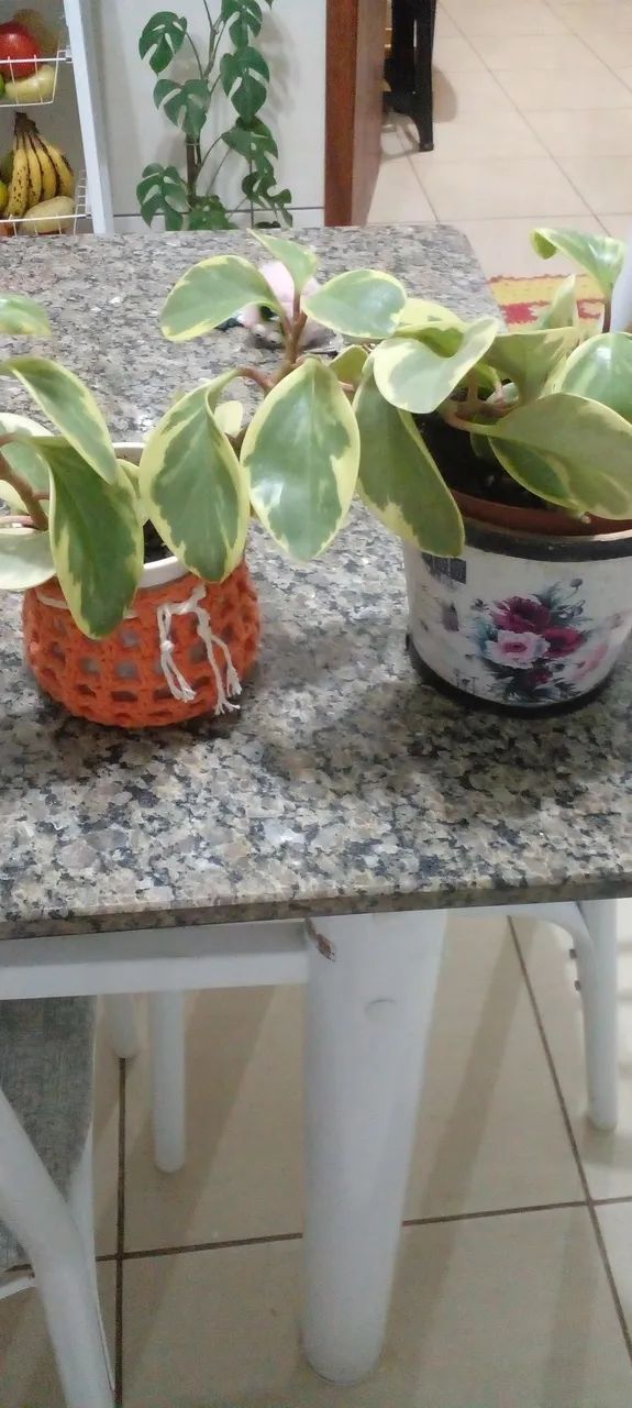 Vasos com lindas folhagem 