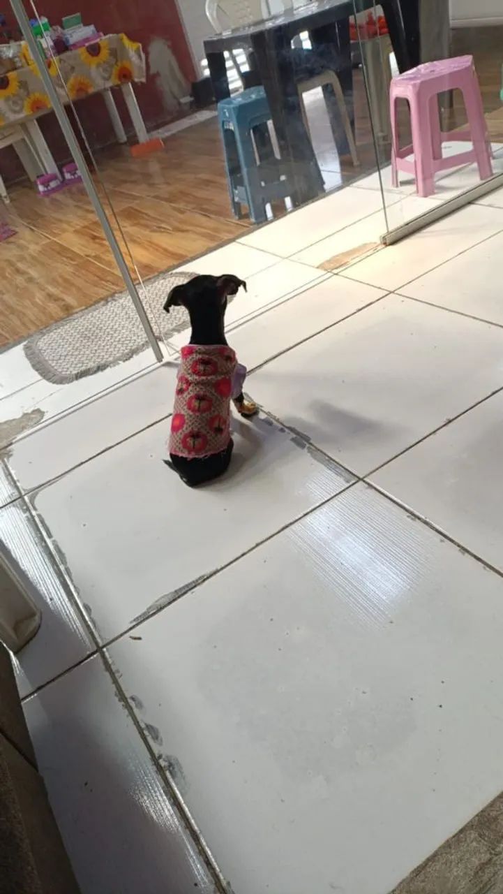 Cachorro pinscher 