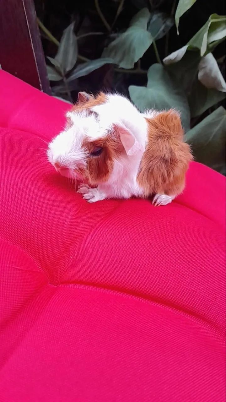 Filhotes de porquinho da Índia  - Foto 2