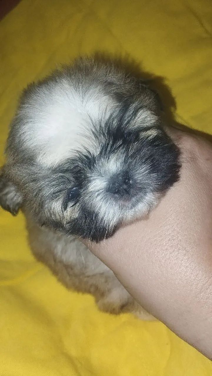 Shitzu macho mini - Foto 5