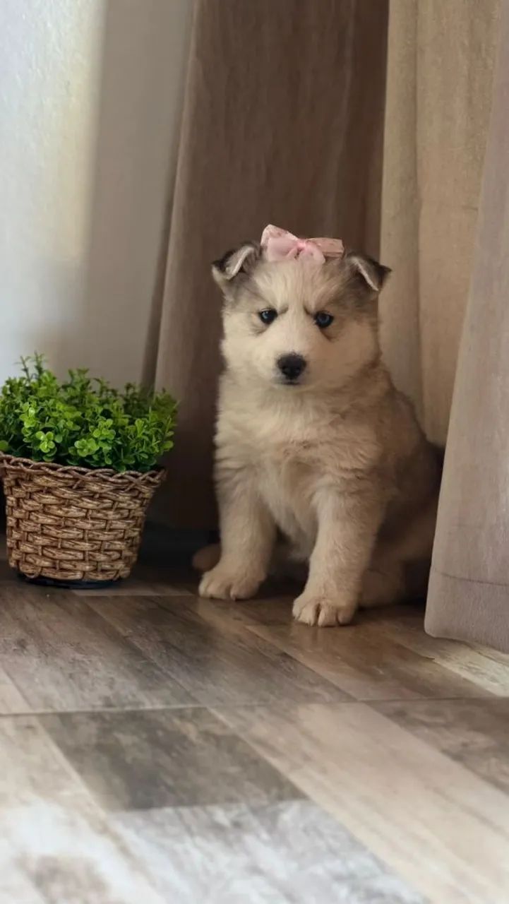 Husky siberiano  - Foto 2
