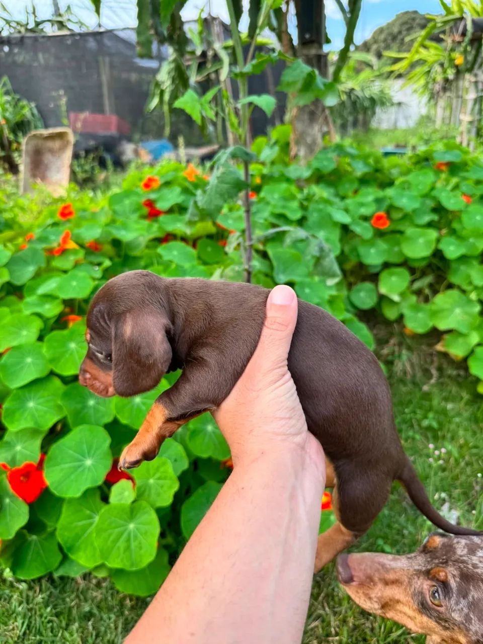 Dachshund  - Foto 3