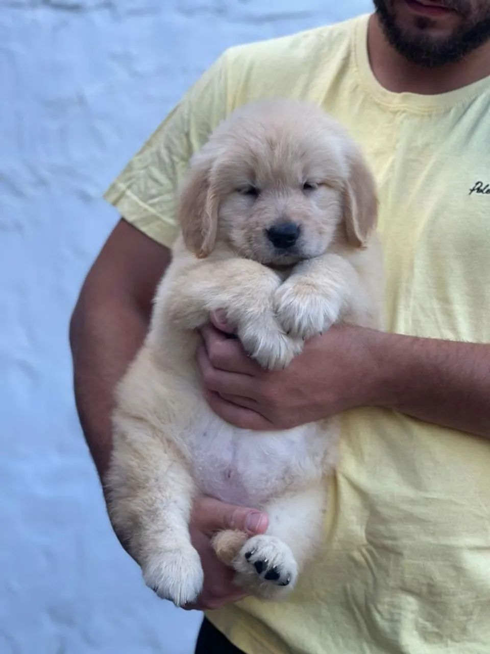 Filhote de Golden Retriever Macho com Pedigree  - Foto 2