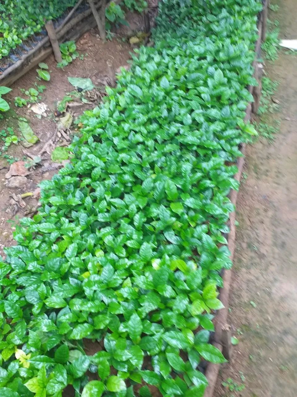 Vense-se excelente mudas de café arara com 4 meses de plantio.