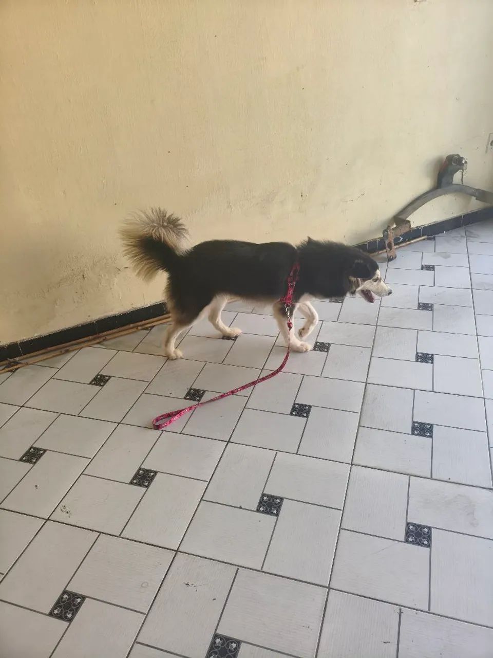 Vendo ou troco Husky siberiano wooly  - Foto 3