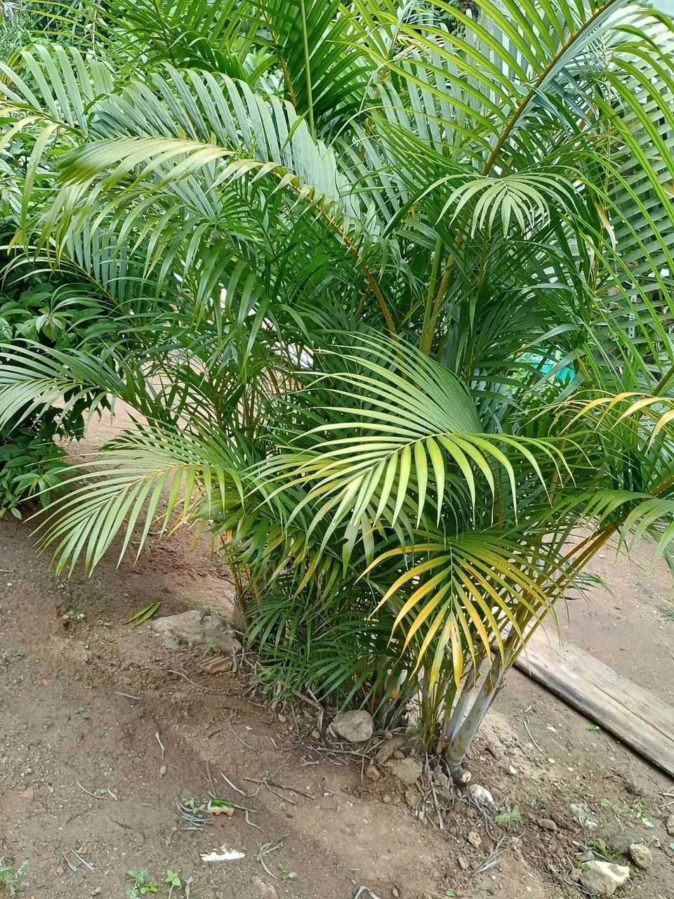 Palmeiras areca bambu. - Foto 5