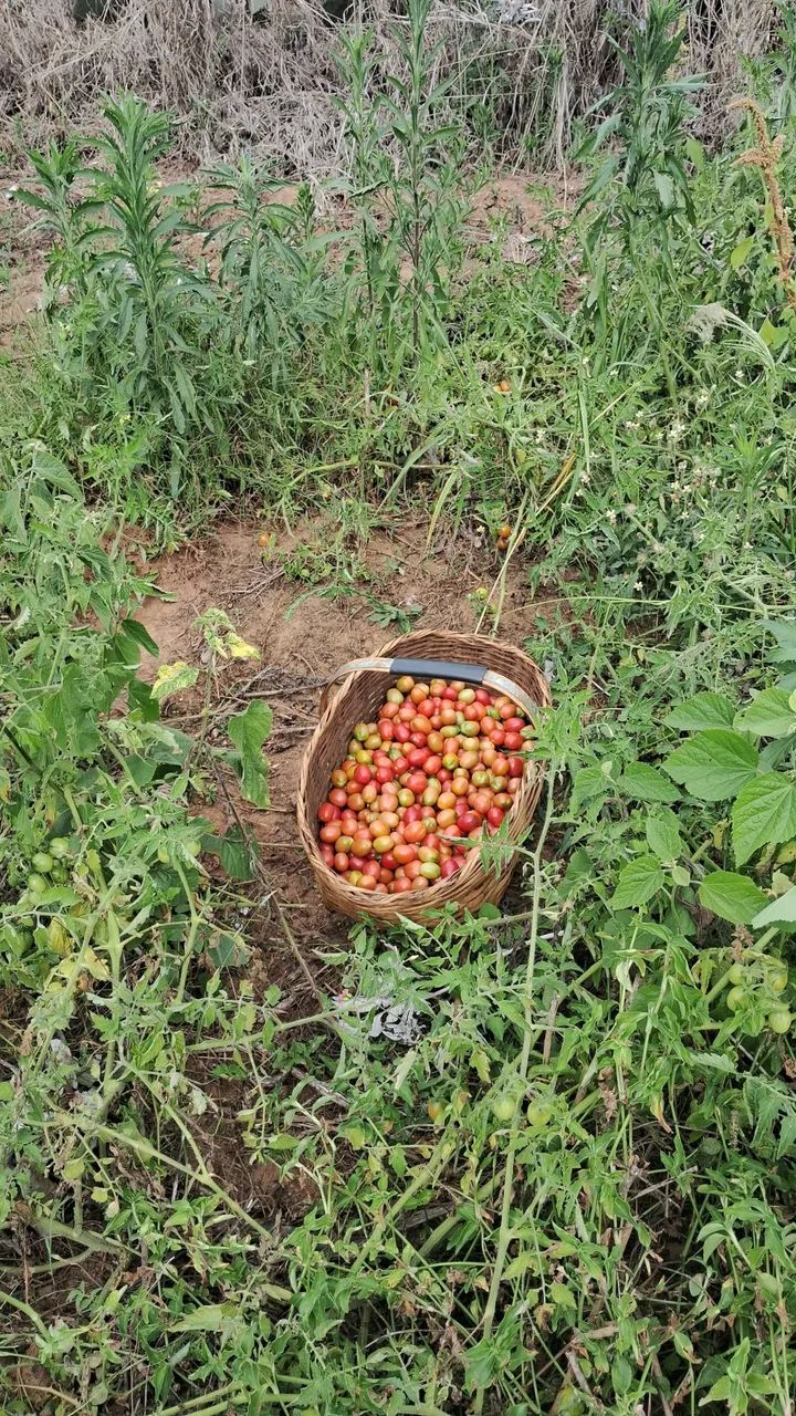 Tomatinho! - Foto 4