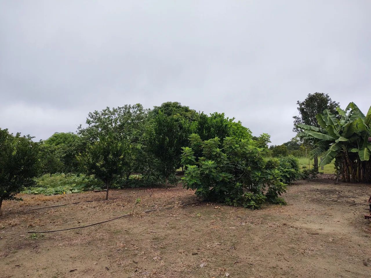 Vendo fazenda em Paranã TO com 272 ha - Foto 5