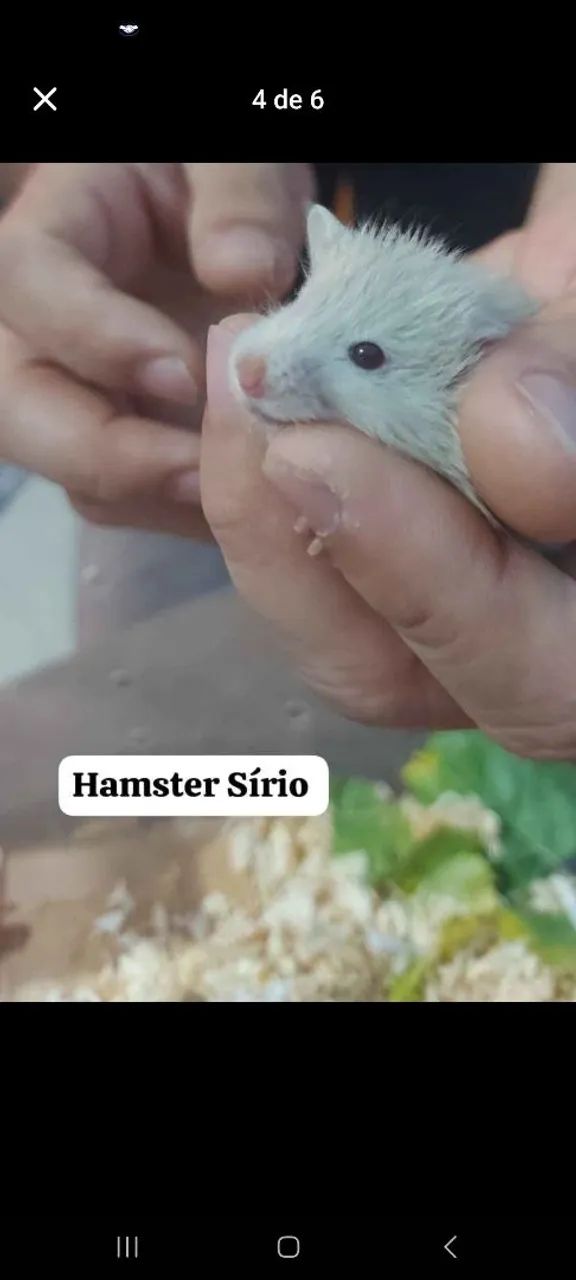 Hamster Sírio 