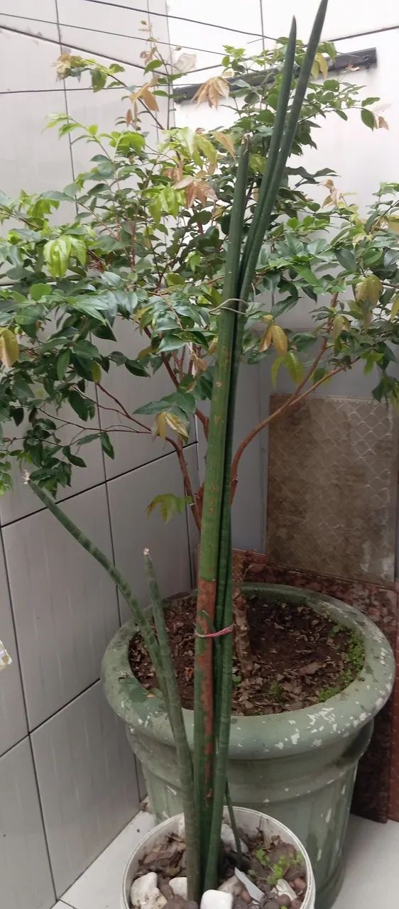 Vendo todas essas plantas  - Foto 6