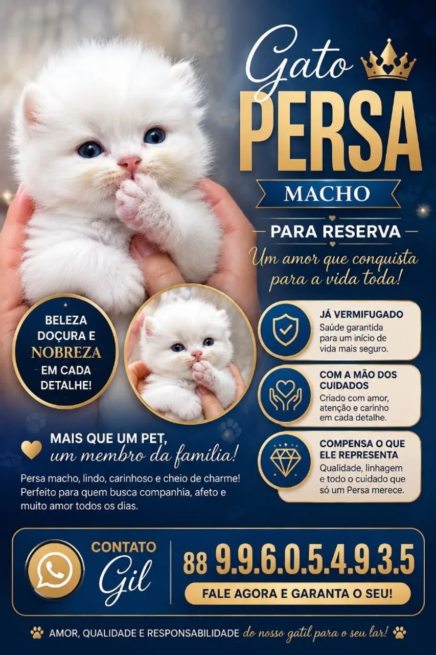 Gato Persa - Foto 2