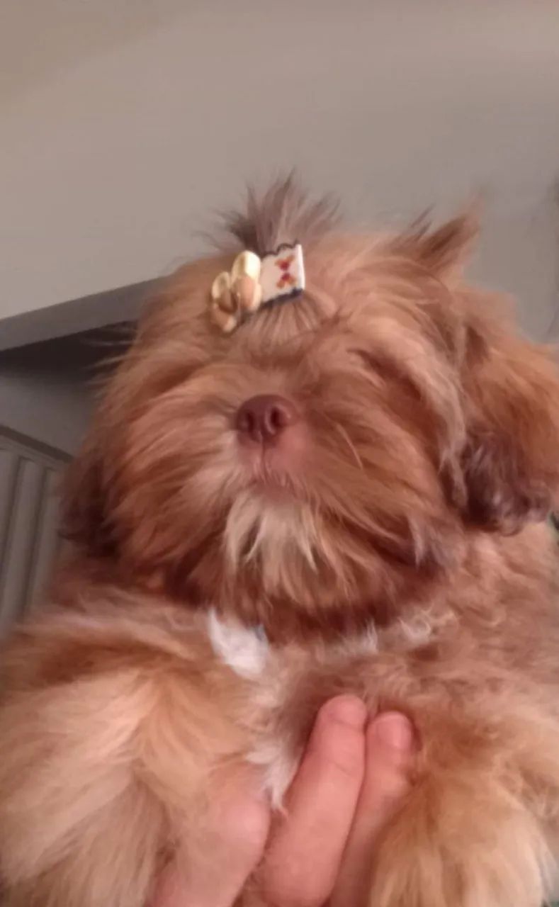 Shih Tzu machinho cor Rara  - Foto 2