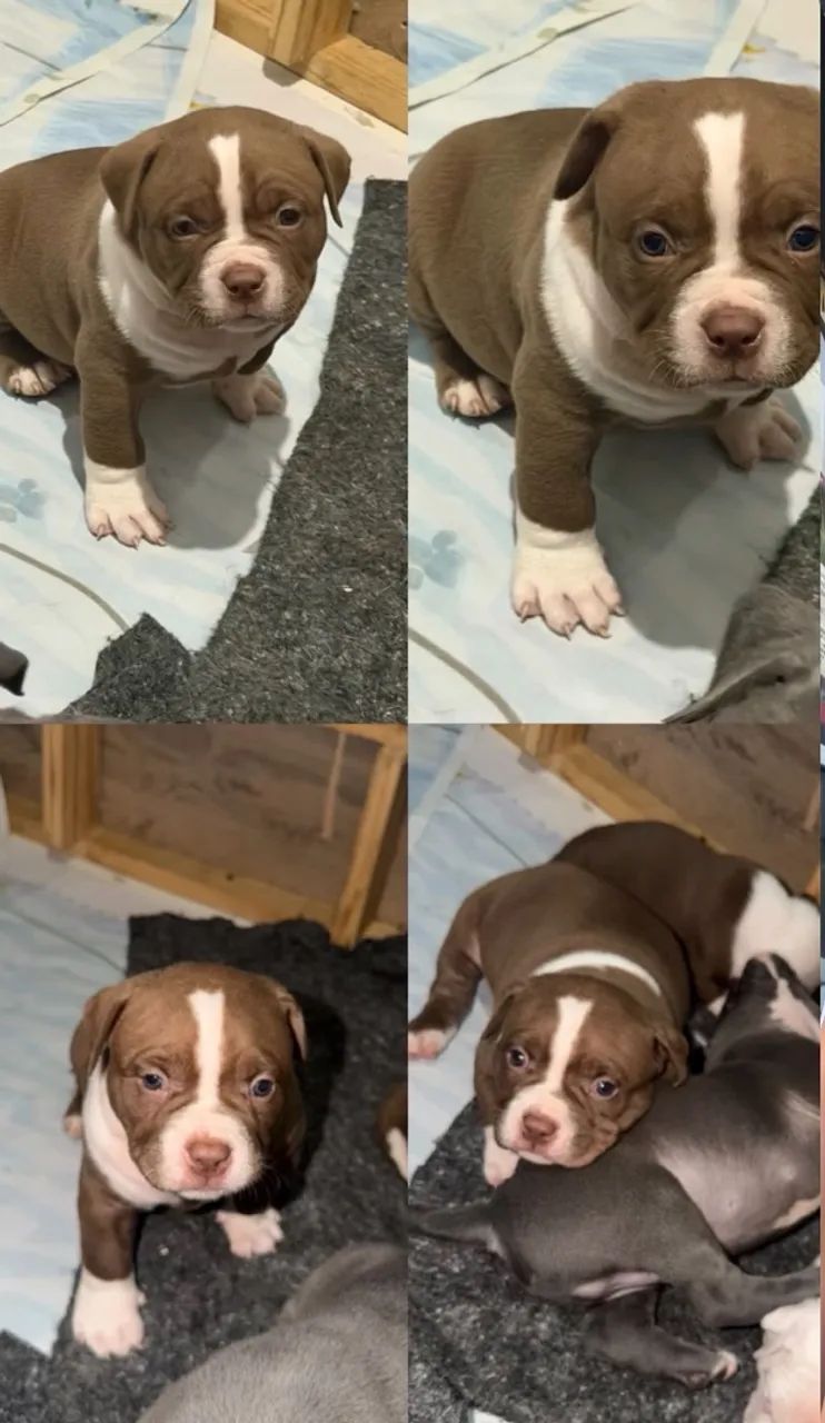 American bully Pocket  - Foto 4