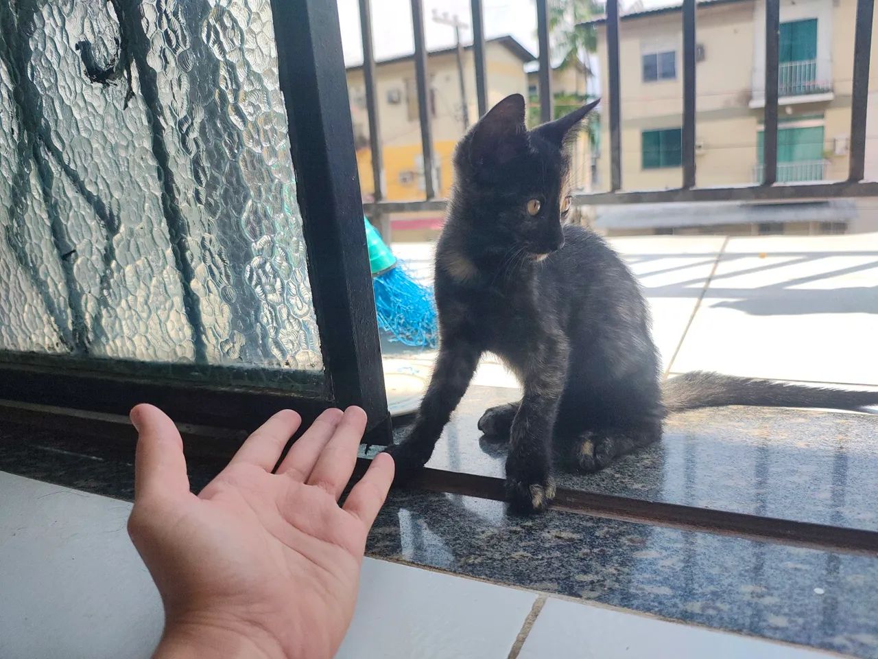 Gatinha para doação  - Foto 2