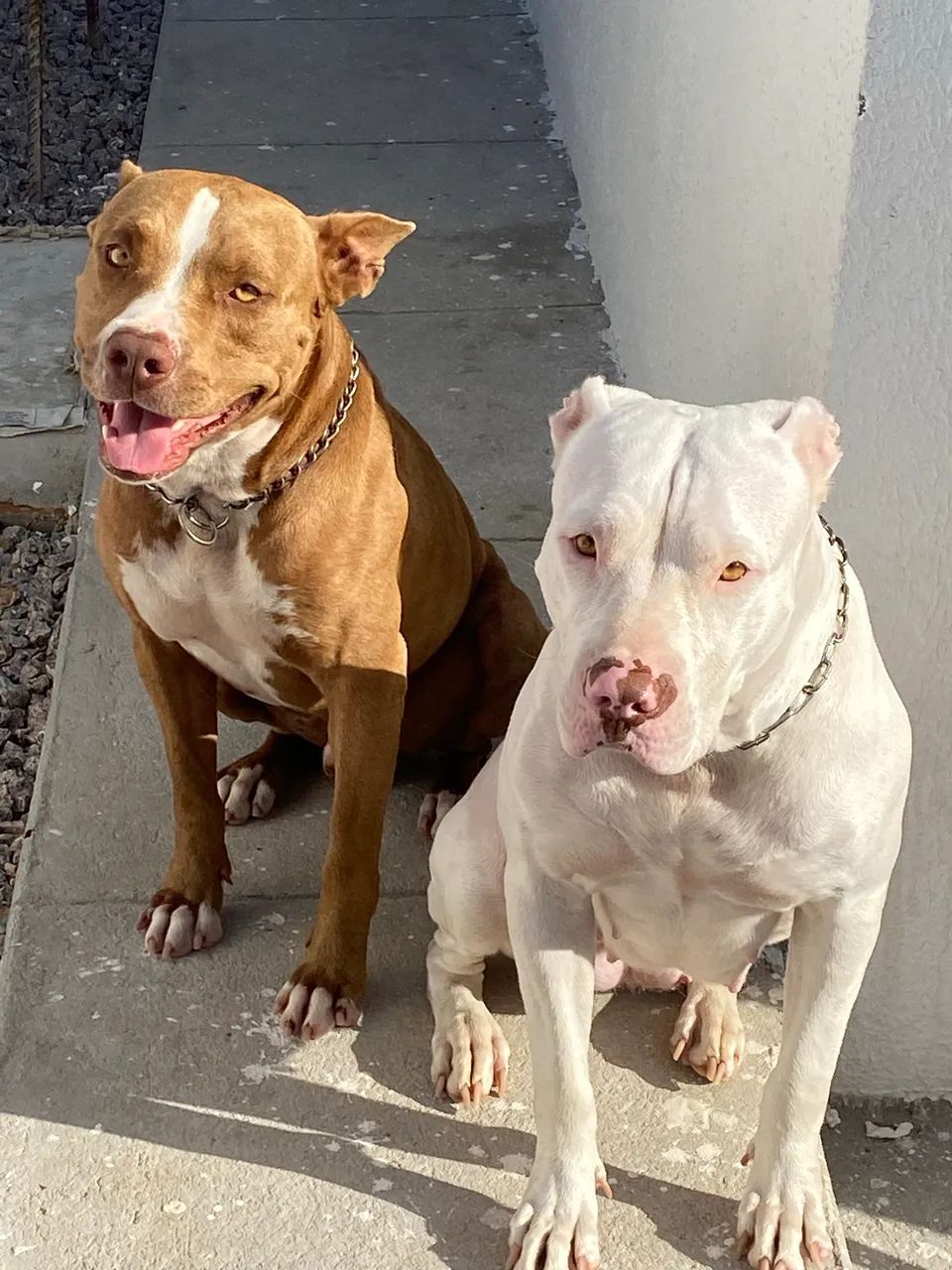 Filhote de Pitbull  - Foto 4