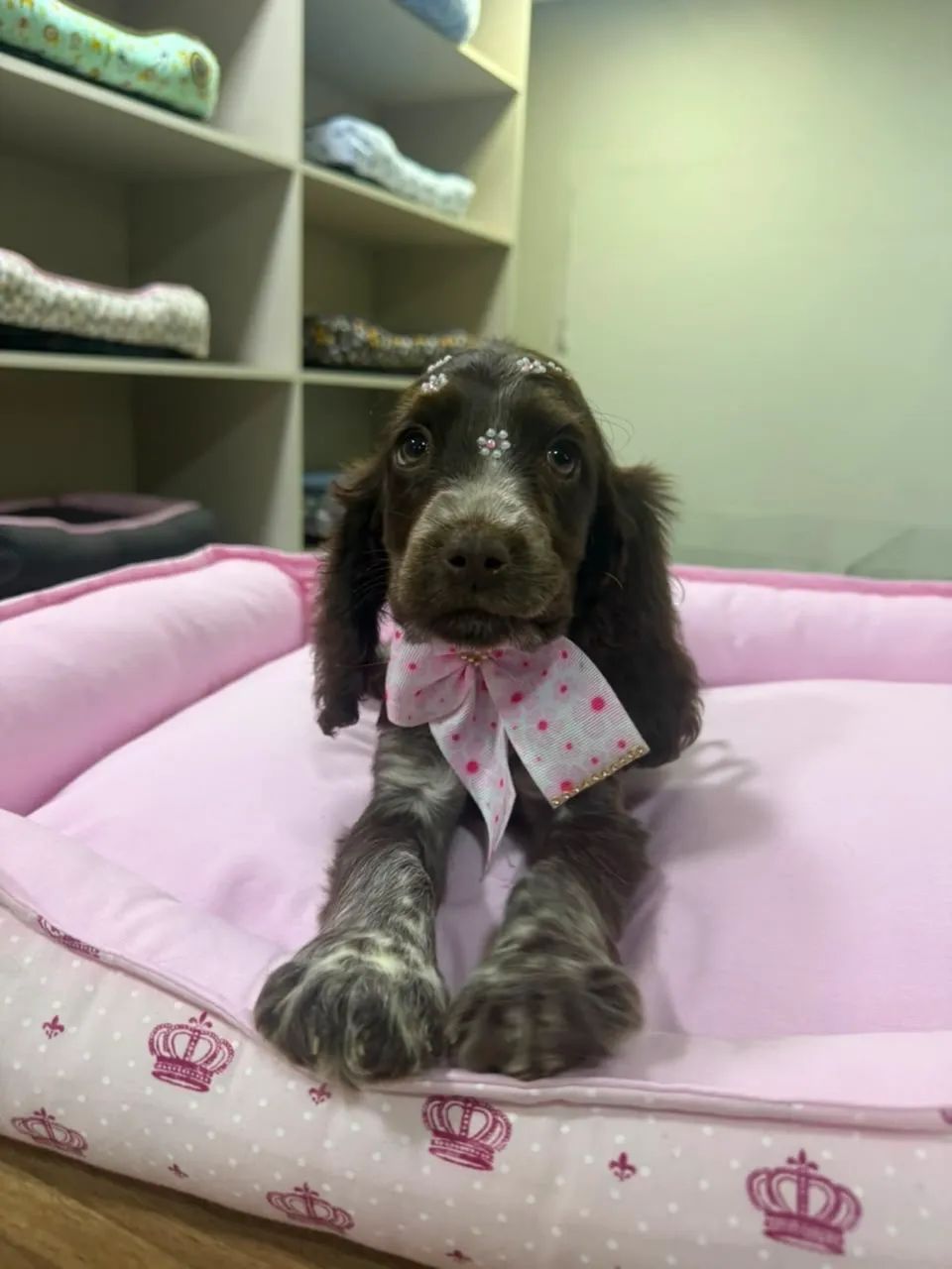 Filhote Cocker spaniel inglês - Foto 5