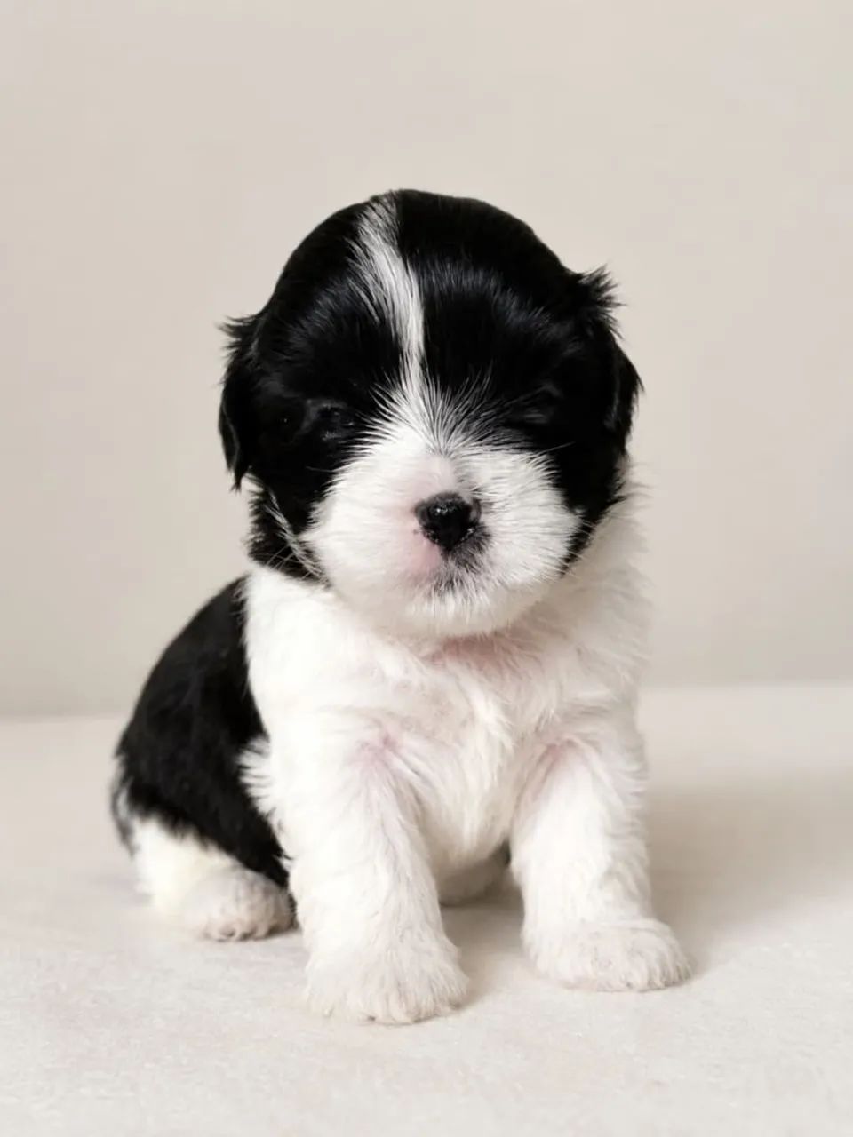 Filhotes de lhasa de apso