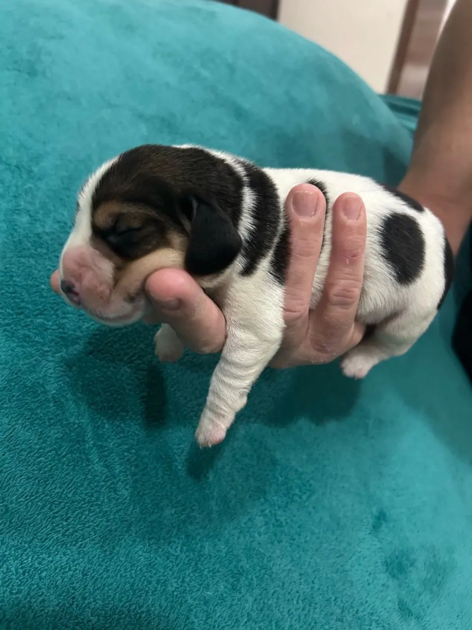 Filhotes de Beagle  - Foto 4
