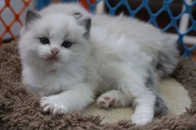 Ragdoll bebês  - Foto 2